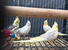 Stunning Various Baby Cockatiels
