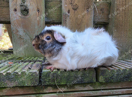 Various piggies bonded or single