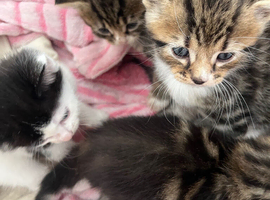 beautiful kittens