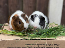 Ready now, 2 male guinea pig