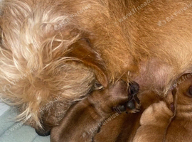 Jack Russell/Yorkshire terrier puppy&rsquo;s