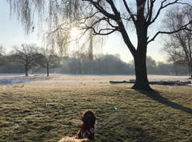 The Pack London - Fun pack Walks!