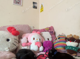 two 9week old kittens