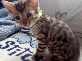 2 male bengal kittens
