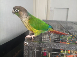 Green conure