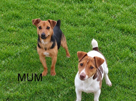Jack Russell puppy