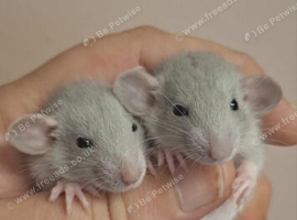 Male and Female Baby Dumbo Rats
