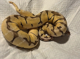 Royal Python