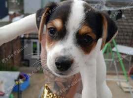 Jack Russell pup with papers