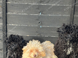 3 puppy toy poodles