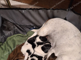 Jack Russell cross Dachshund