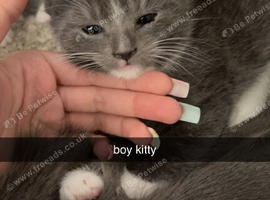Beautiful kittens for sale