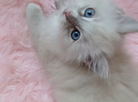 2 GORGEOUS FEMALE RAGDOLL KITTENS
