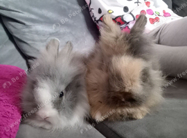2 baby boy lionlops ready now