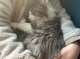 Estimated 5yr old male cat