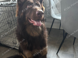 chocolate german shepherd