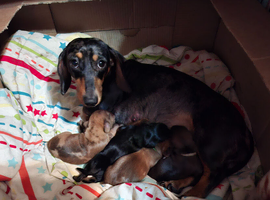 Miniature dachshund puppies