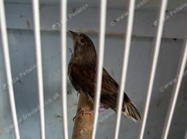 Linnet hen rung