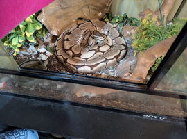 Ralph 5ft morph spider Royal phyton
