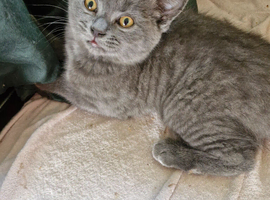 British short haired male kitten for sale