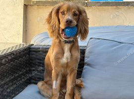 Golden cockerspaonel