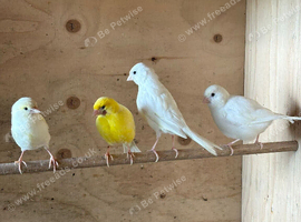 4 canary hens 2025