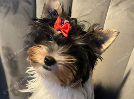 Beautiful tiny little fluffy puppy Roxy