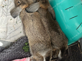 2 male rabbits German lop