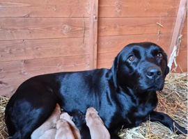 Professional & Premium Outstanding Labrador Retriever Puppies &ndash; Health Tested Parents