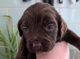 cockapoo pups ( last girl)