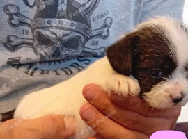Tiny Jackapooshih pups available