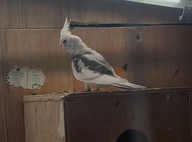 Young cockatiel