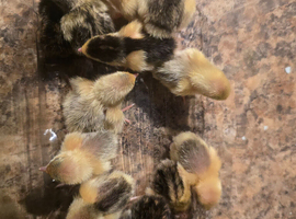 Eggs and young birds