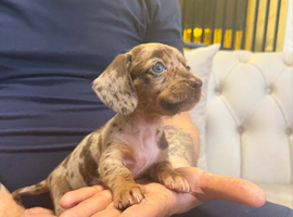 Miniature dachshund