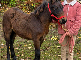 Bay Dartmoor filly