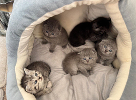 British and Scottish Fold kittens