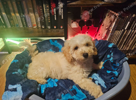 Cavachon puppy
