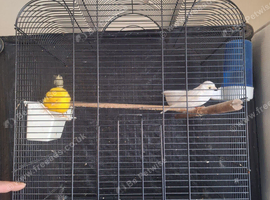 Pair of Canaries