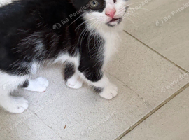 Beautiful Black & White Boy Kitten