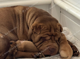 Shar pei bear coat puppy&rsquo;s for sale