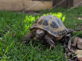 9 year old male tortoise