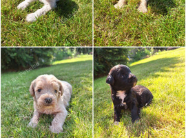 Border poodle puppies