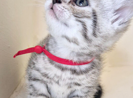 Bengal x bristish short hair
