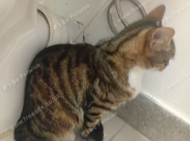 Short hzired tabie cat