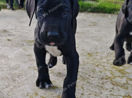 Great Dane Puppies