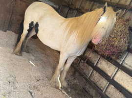 Bella 4 year old mare