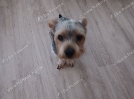 Beautiful male Yorkshire terrior