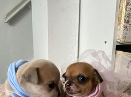 Chihuahua puppies 1 boy ,1 girl left.