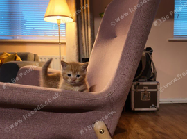 Scottish Fold/British Shorthair mix