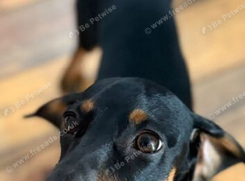 Daschund male searching for a home 8 months